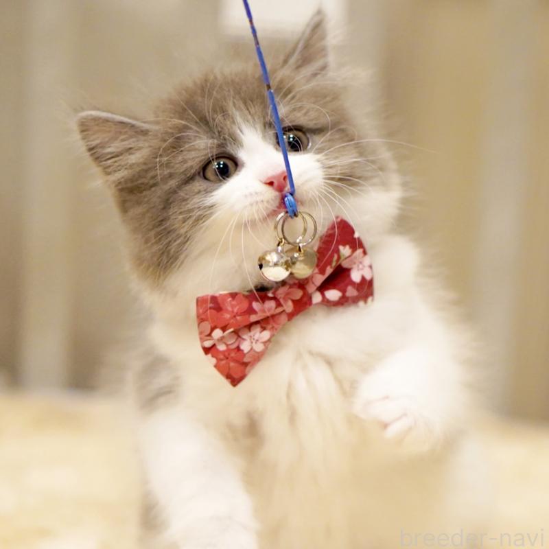 商談中の東京都のサイベリアン-134296の5枚目