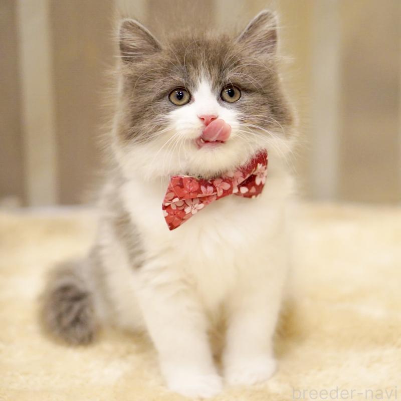 商談中の東京都のサイベリアン-134296の3枚目