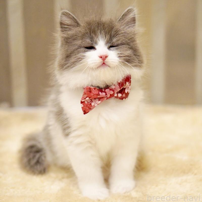 商談中の東京都のサイベリアン-134296の2枚目