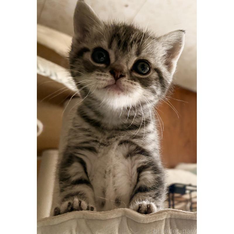 販売中の宮崎県のスコティッシュフォールド-134616