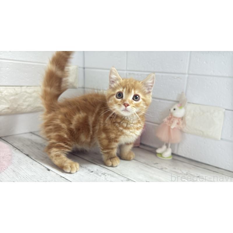 販売中の埼玉県のマンチカン(短足)-133578の1枚目