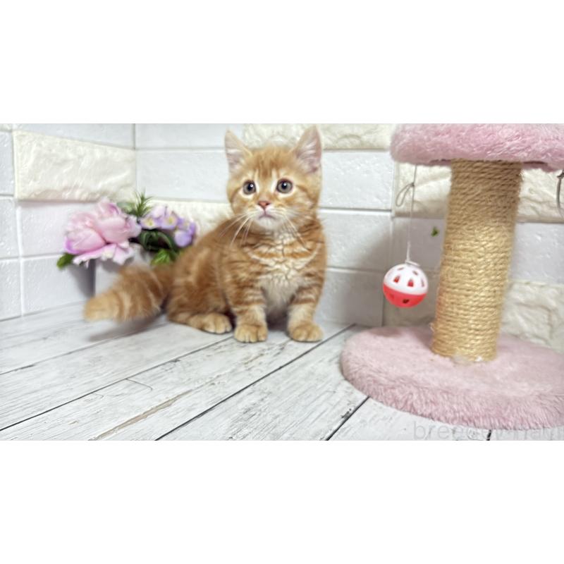 販売中の埼玉県のマンチカン(短足)-133578の19枚目