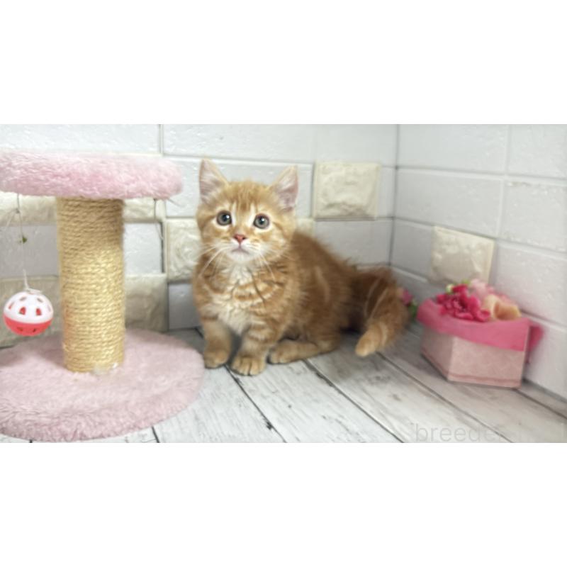 販売中の埼玉県のマンチカン(短足)-133578の18枚目