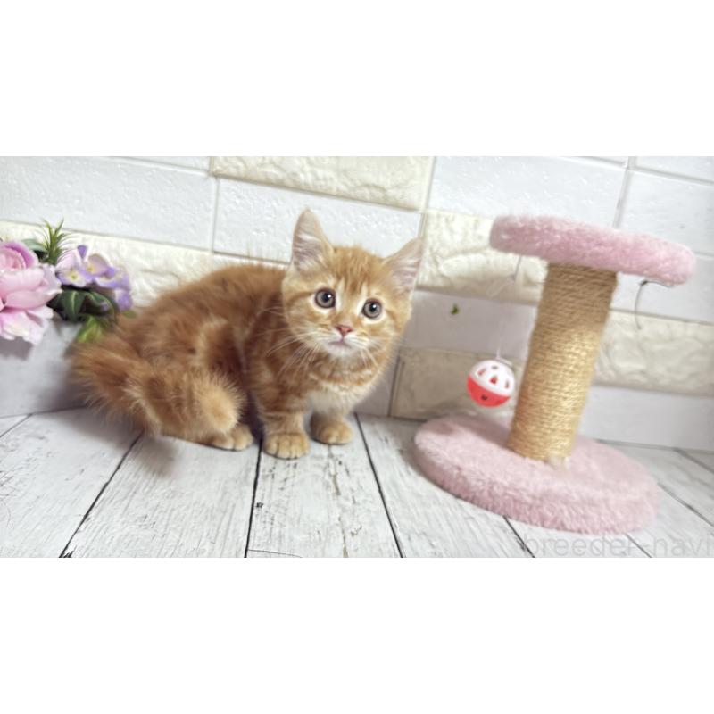 販売中の埼玉県のマンチカン(短足)-133578の17枚目