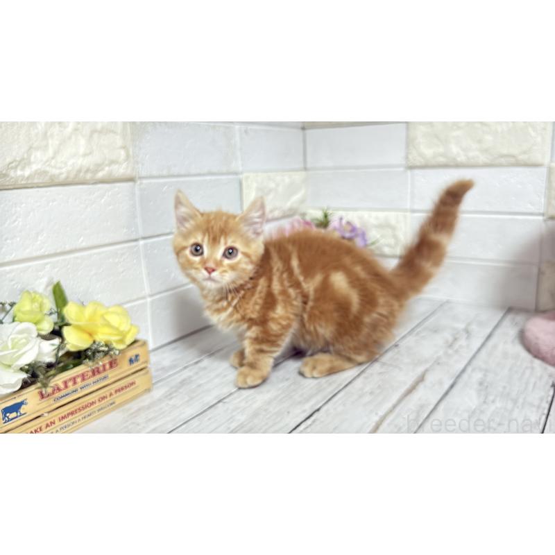 販売中の埼玉県のマンチカン(短足)-133578の16枚目