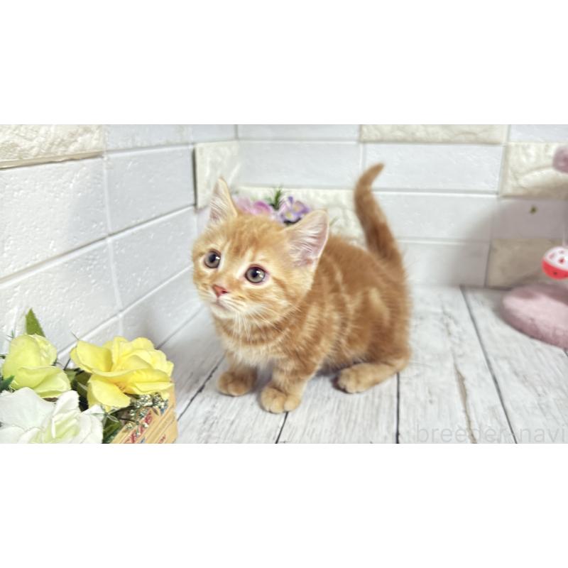 販売中の埼玉県のマンチカン(短足)-133578の15枚目