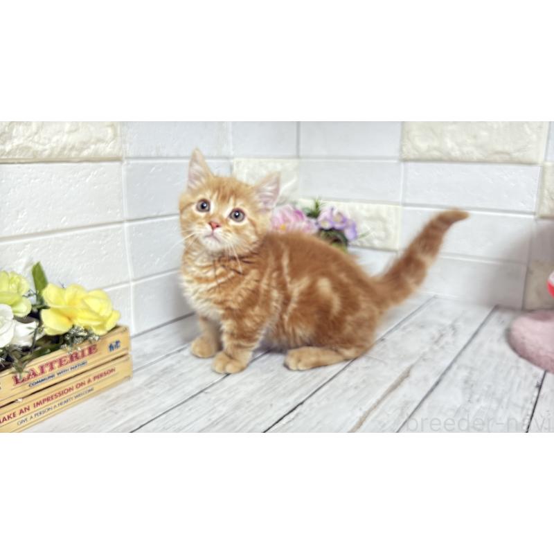 販売中の埼玉県のマンチカン(短足)-133578の14枚目