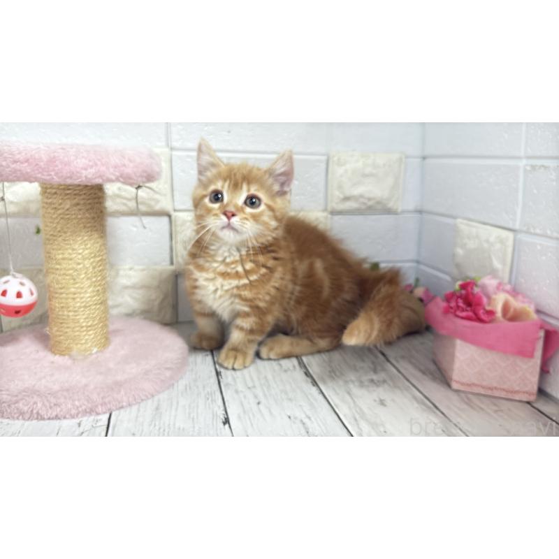 販売中の埼玉県のマンチカン(短足)-133578の13枚目