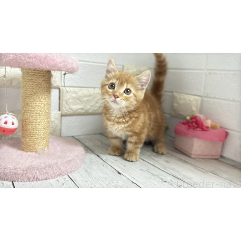 販売中の埼玉県のマンチカン(短足)-133578の12枚目