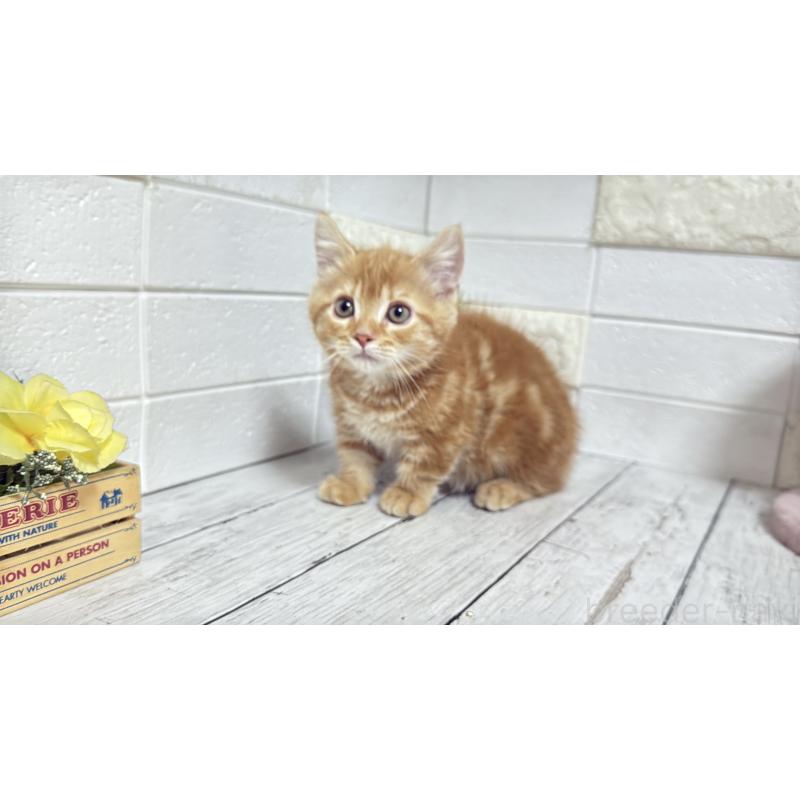 販売中の埼玉県のマンチカン(短足)-133578の11枚目