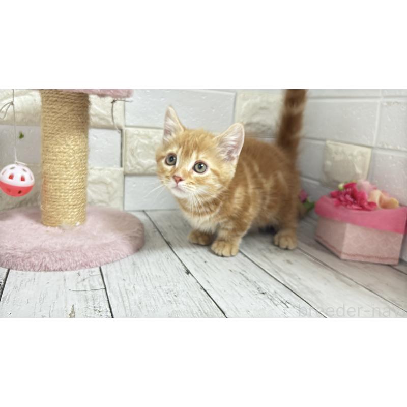 販売中の埼玉県のマンチカン(短足)-133578の10枚目