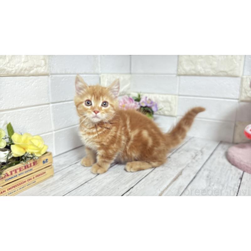 販売中の埼玉県のマンチカン(短足)-133578の9枚目