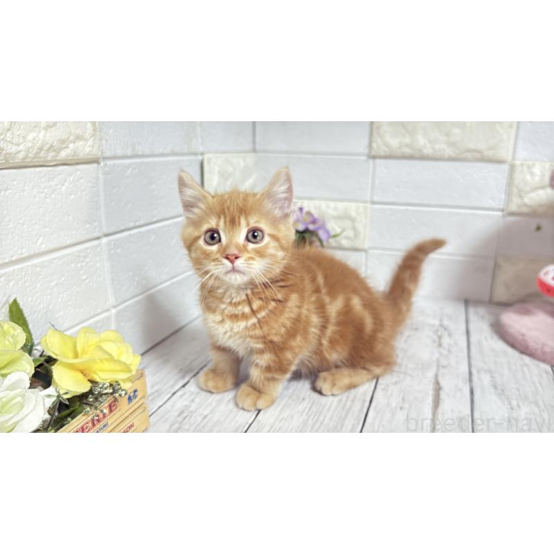 販売中の埼玉県のマンチカン(短足)-133578の8枚目