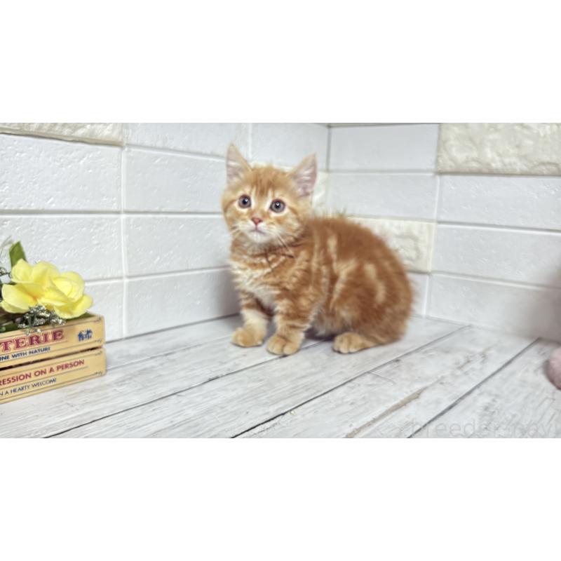 販売中の埼玉県のマンチカン(短足)-133578の7枚目