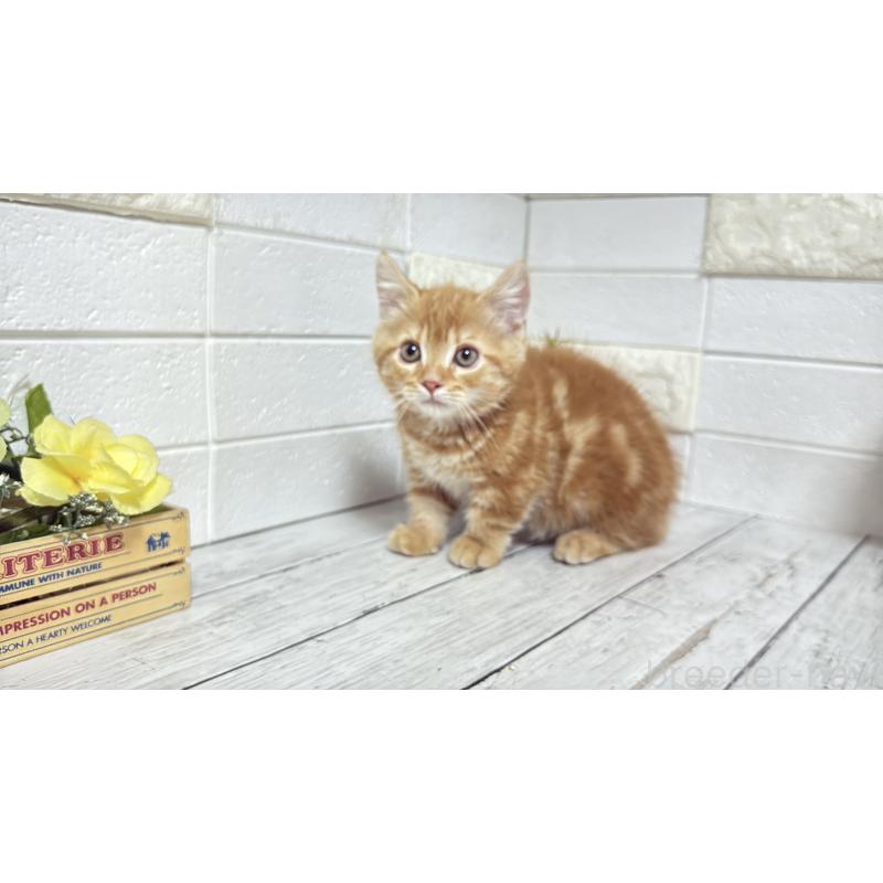 販売中の埼玉県のマンチカン(短足)-133578の6枚目