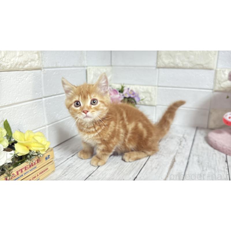 販売中の埼玉県のマンチカン(短足)-133578の5枚目