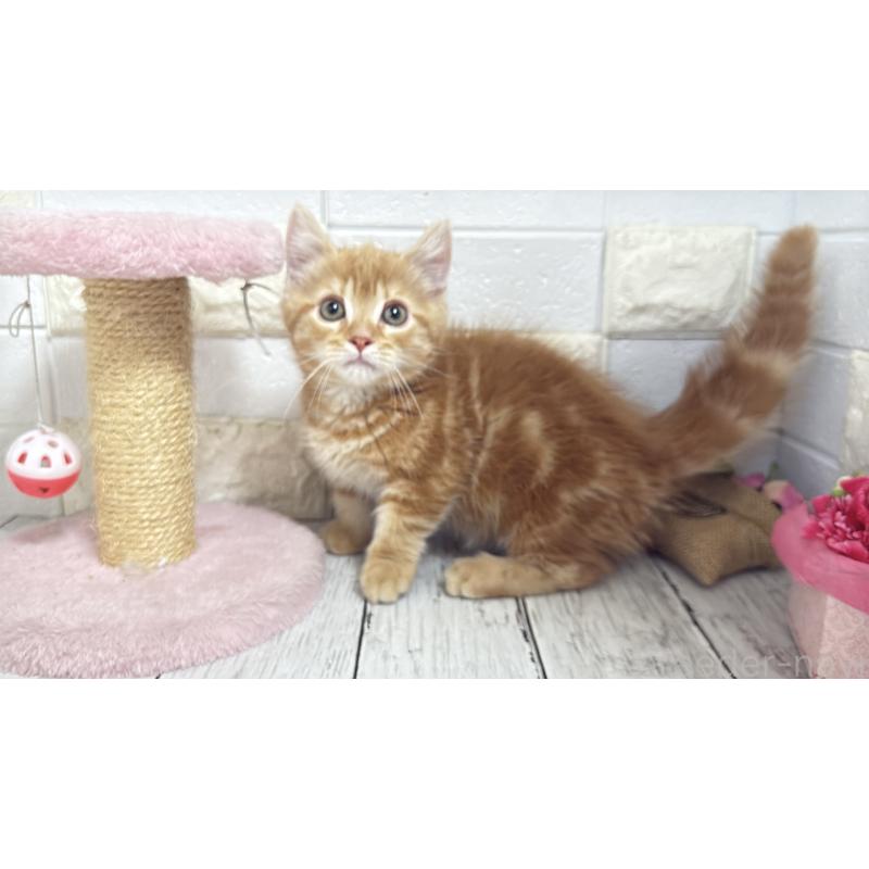 販売中の埼玉県のマンチカン(短足)-133578の4枚目