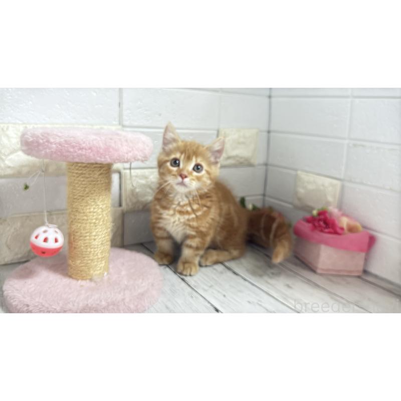 販売中の埼玉県のマンチカン(短足)-133578の3枚目