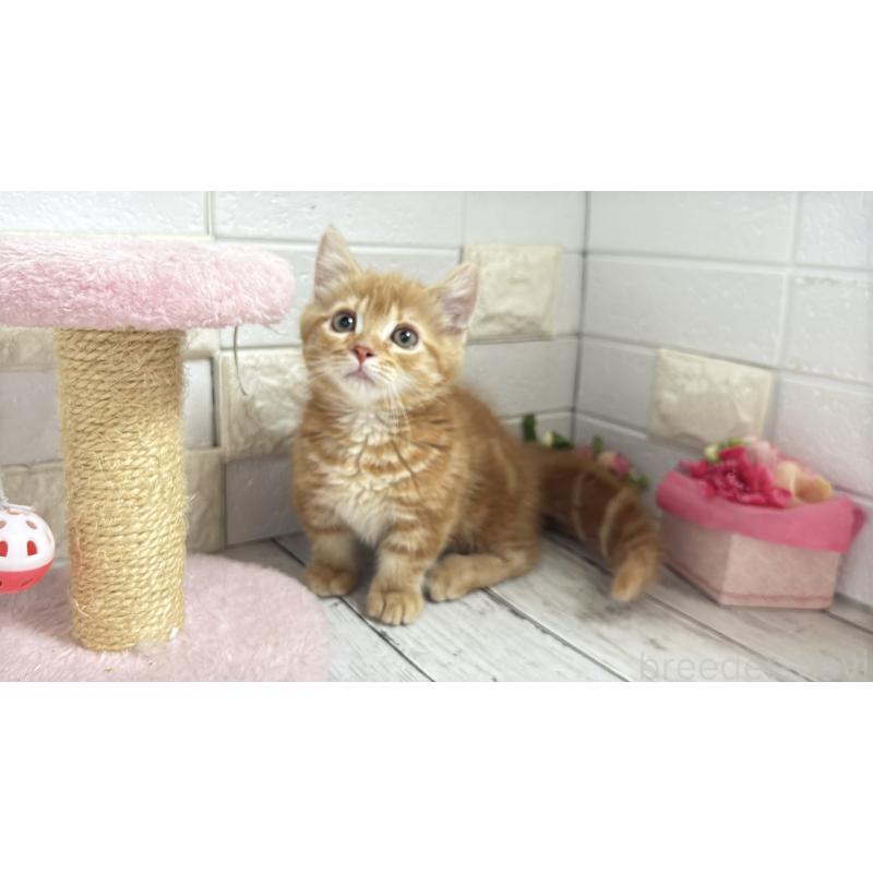 販売中の埼玉県のマンチカン(短足)-133578の2枚目