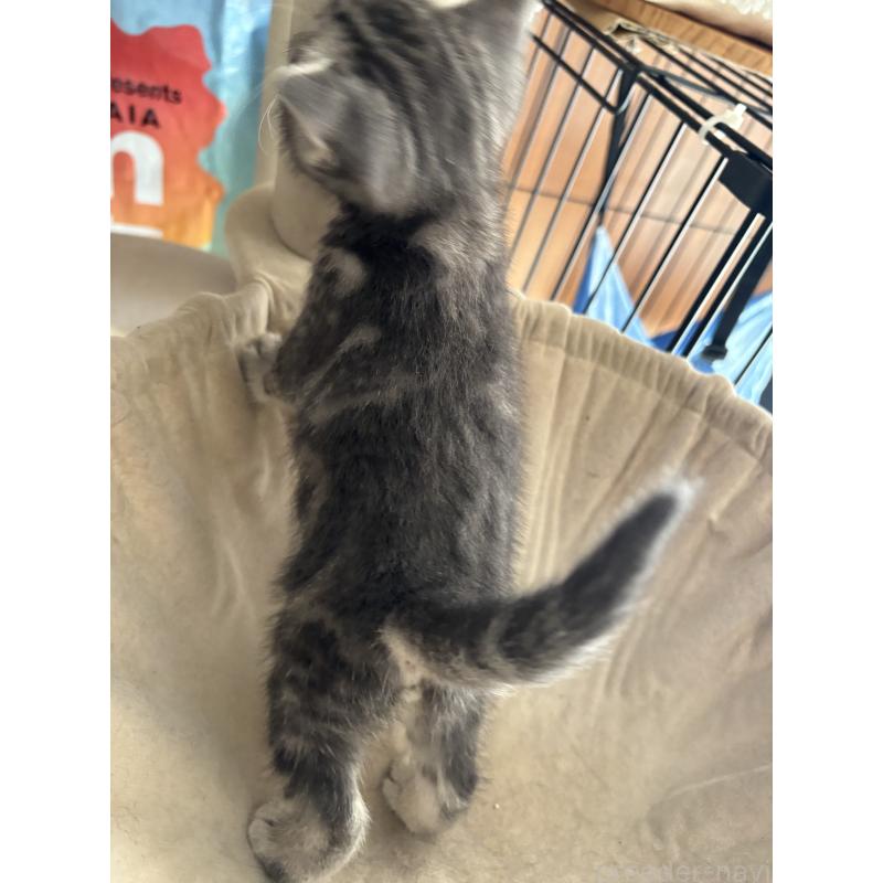 商談中の宮崎県のスコティッシュフォールド-134616の4枚目