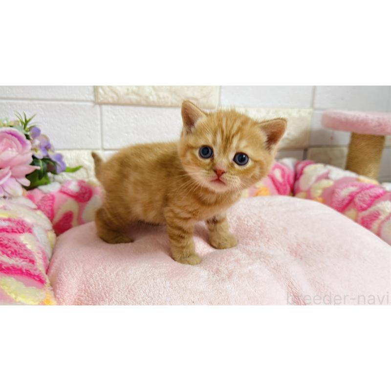 販売中の埼玉県のマンチカン-135949