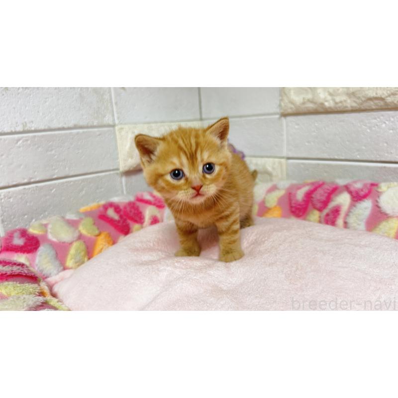 販売中の埼玉県のマンチカン-135949の10枚目