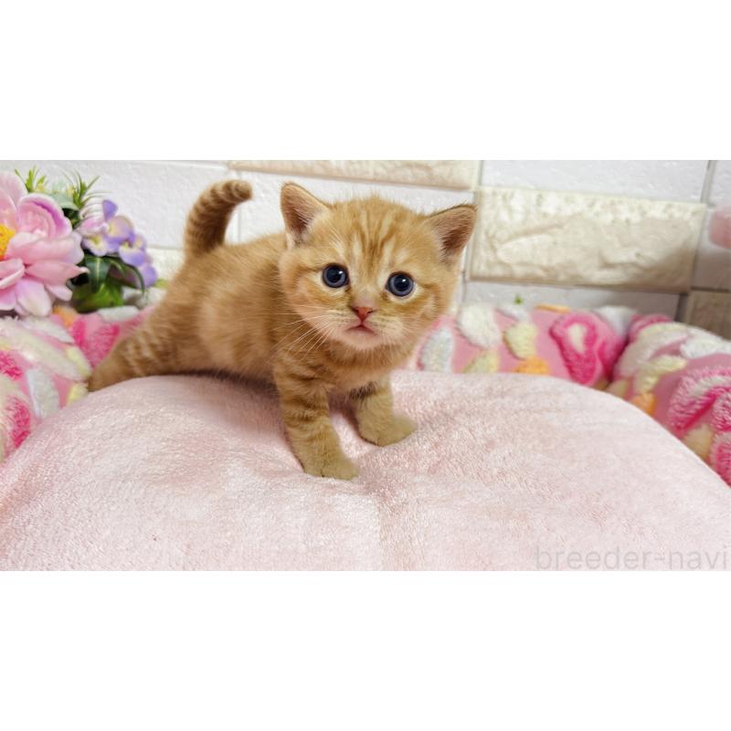 販売中の埼玉県のマンチカン-135949の9枚目