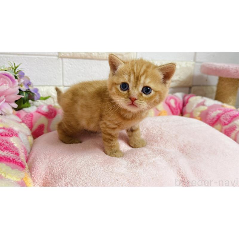 販売中の埼玉県のマンチカン-135949の8枚目