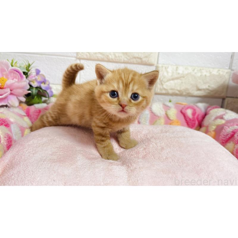 販売中の埼玉県のマンチカン-135949の7枚目