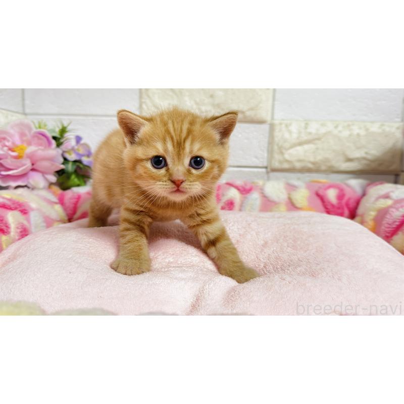 販売中の埼玉県のマンチカン-135949の6枚目