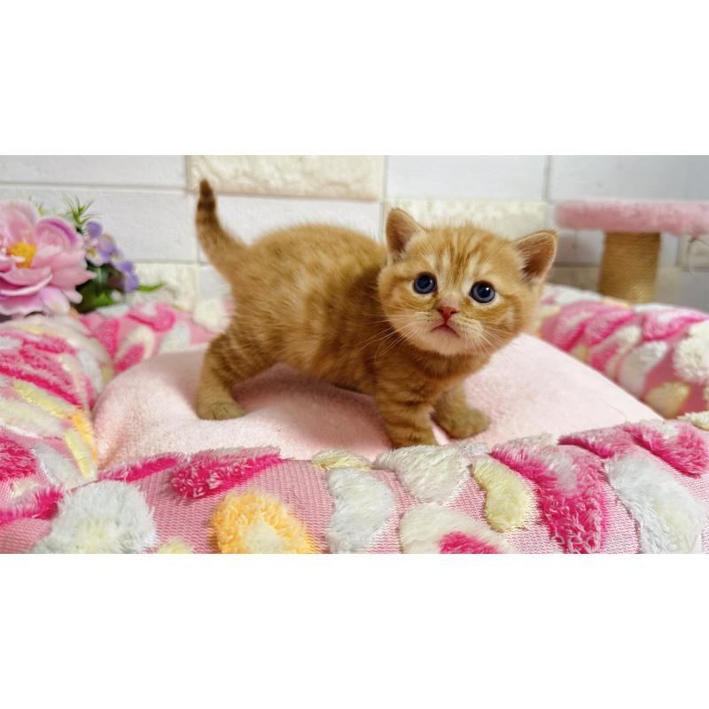 販売中の埼玉県のマンチカン-135949の5枚目