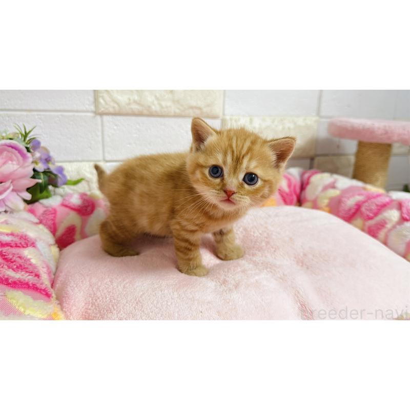 販売中の埼玉県のマンチカン-135949の3枚目