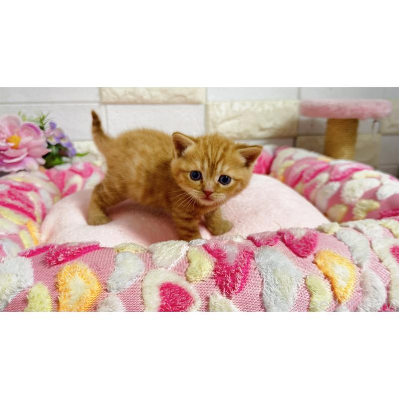 販売中の埼玉県のマンチカン-135949の2枚目