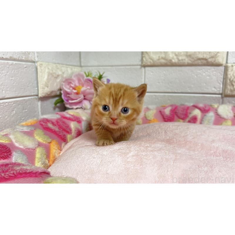 販売中の埼玉県のマンチカン(短足)-135950の11枚目