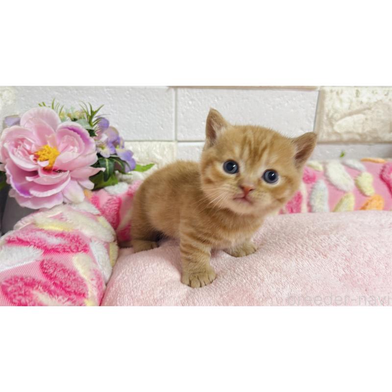 販売中の埼玉県のマンチカン(短足)-135950の10枚目