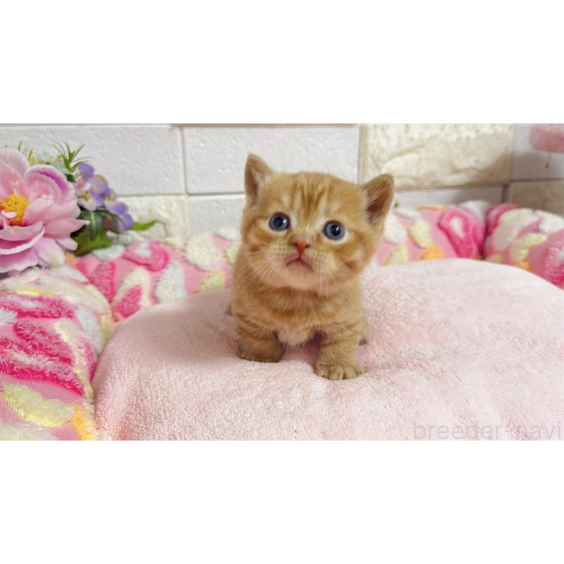 販売中の埼玉県のマンチカン(短足)-135950の8枚目