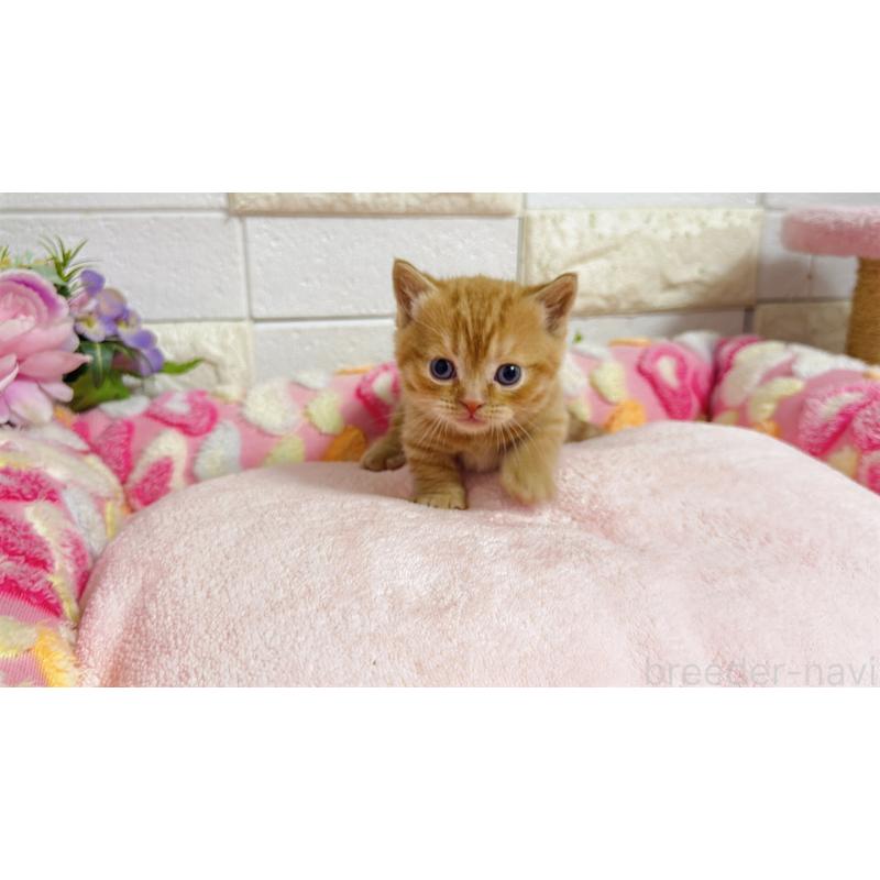 販売中の埼玉県のマンチカン(短足)-135950の6枚目