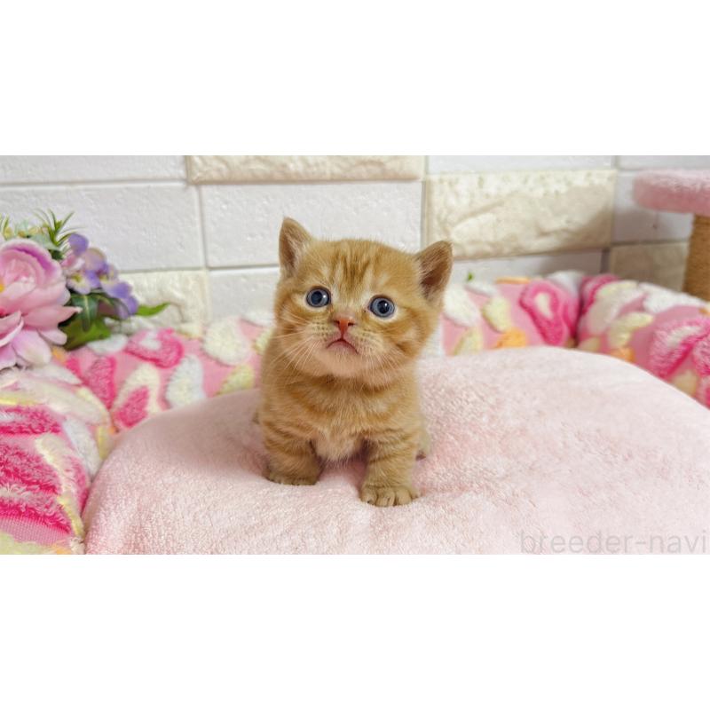 販売中の埼玉県のマンチカン(短足)-135950の4枚目