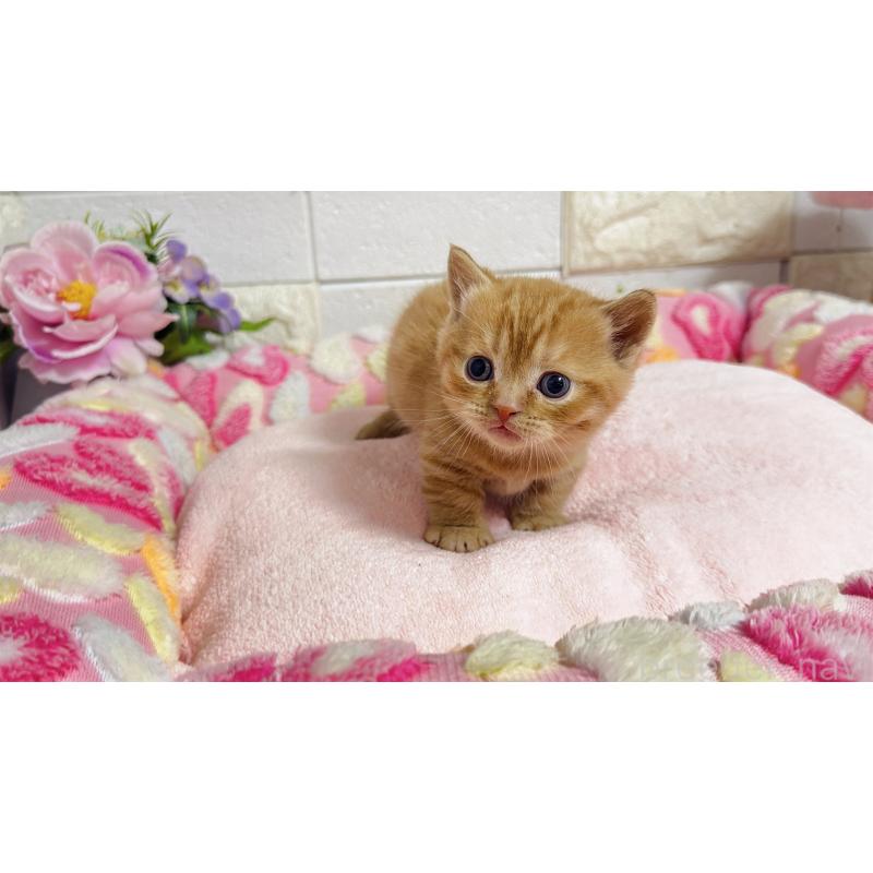 販売中の埼玉県のマンチカン(短足)-135950の3枚目