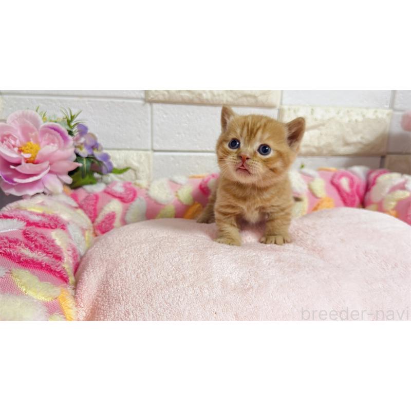 販売中の埼玉県のマンチカン(短足)-135950の2枚目