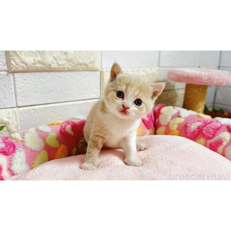 販売中の埼玉県のマンチカン(短足)-135951の1枚目