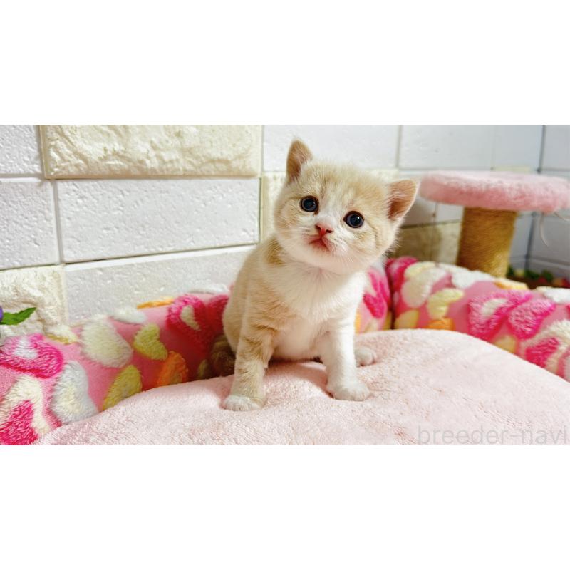 販売中の埼玉県のマンチカン(短足)-135951の15枚目