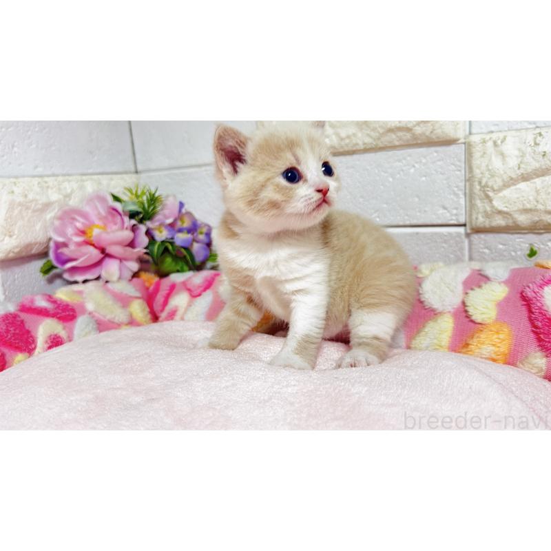 販売中の埼玉県のマンチカン(短足)-135951の14枚目