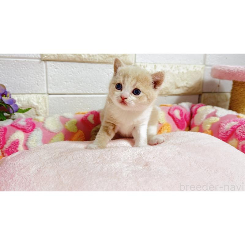 販売中の埼玉県のマンチカン(短足)-135951の13枚目