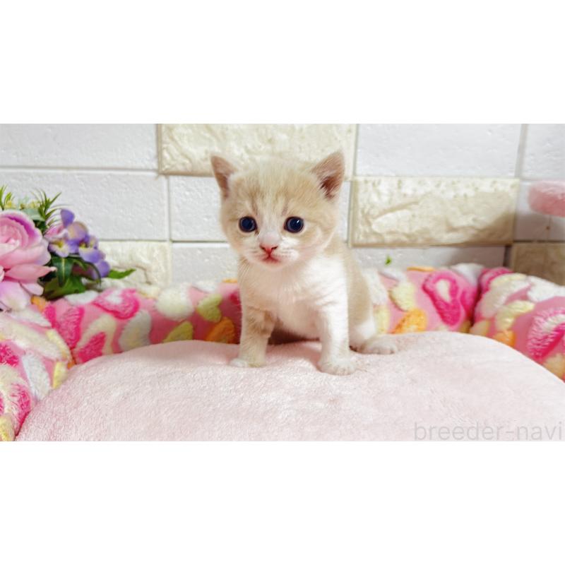 販売中の埼玉県のマンチカン(短足)-135951の12枚目