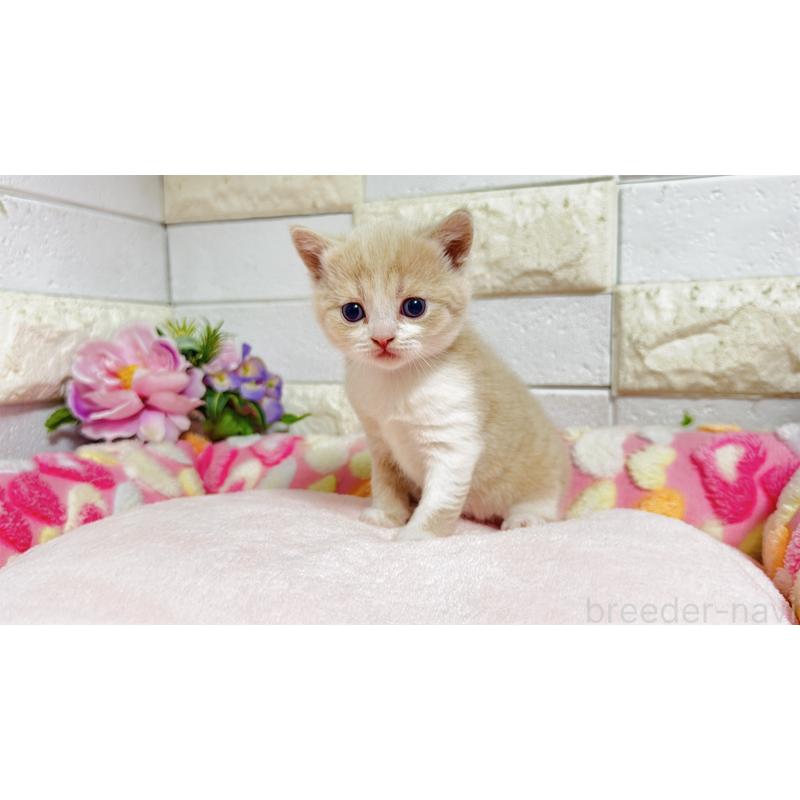 販売中の埼玉県のマンチカン(短足)-135951の11枚目