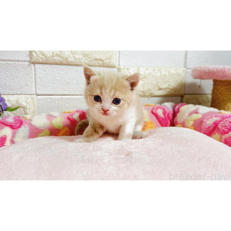 販売中の埼玉県のマンチカン(短足)-135951の10枚目