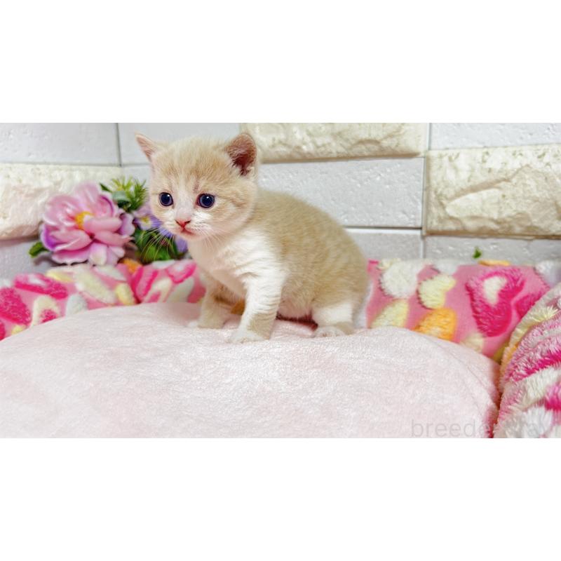 販売中の埼玉県のマンチカン(短足)-135951の9枚目