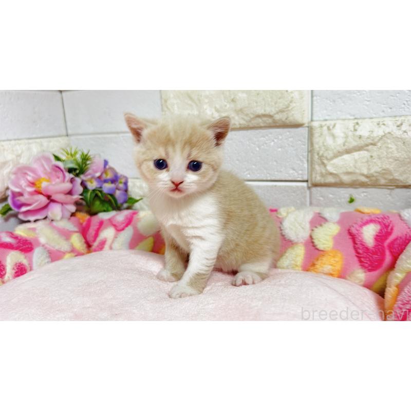 販売中の埼玉県のマンチカン(短足)-135951の8枚目