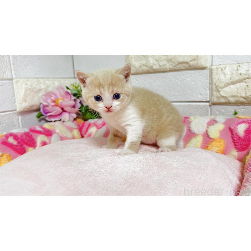 販売中の埼玉県のマンチカン(短足)-135951の7枚目